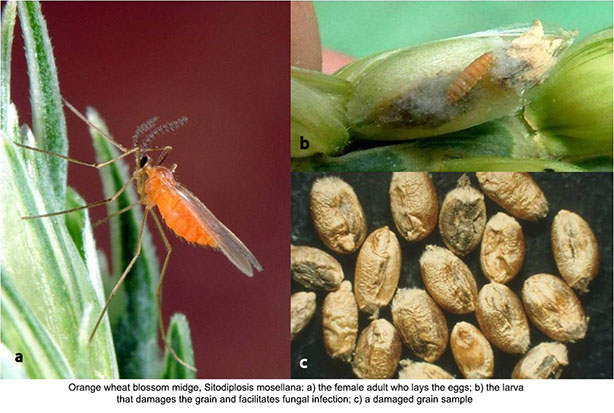 orange wheat blossom midge